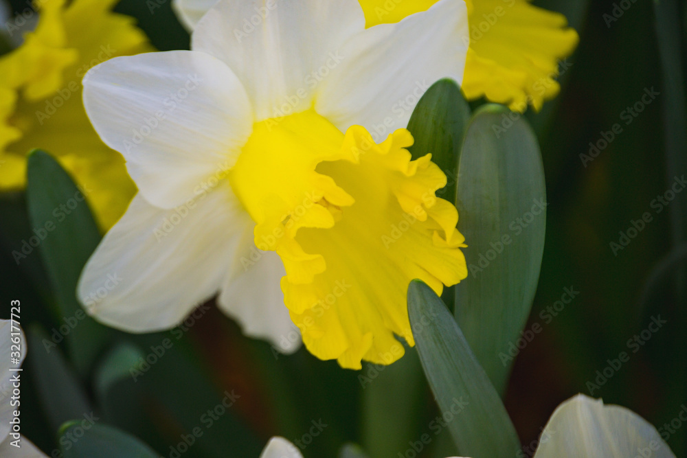 yellow daffodil in the garden yellow daffodil in the garden