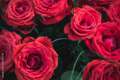 red roses background