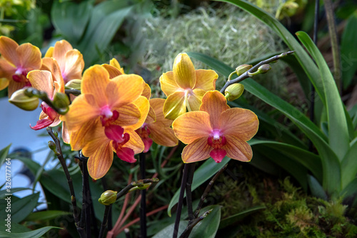 Canvastavla Orange orchids in bloom with green leaves