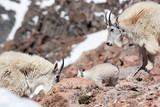 Wild Mountain Goat on Mt. Evans brings her baby down the mountain to eat.