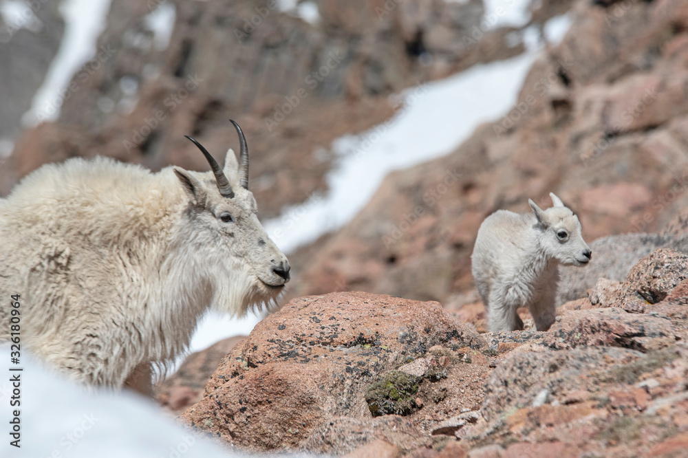 Fototapeta premium Wild Mountain Goat on Mt. Evans brings her baby down the mountain to eat.