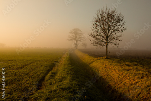 Trees farmland Lincolnshire