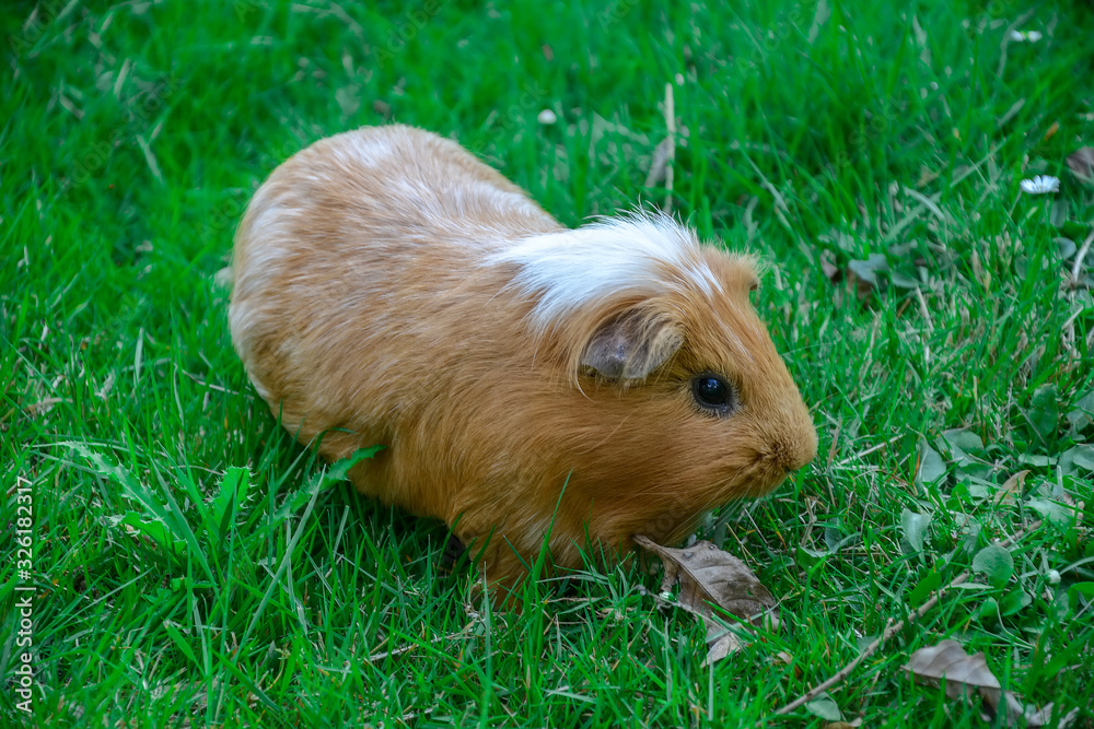 Portrait of cute red guinea pig. Close up photo. Portrait of cute red guinea pig. Close up photo.