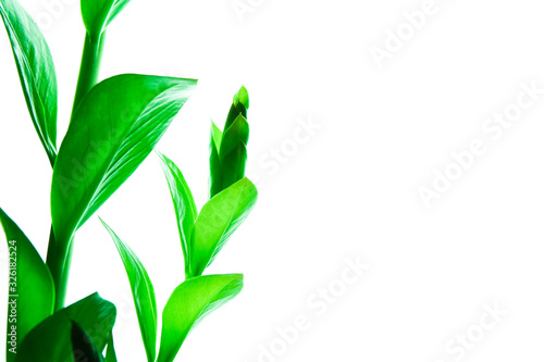 Frash green leaves of houseplant isolated on white backrgound. Spring concept. Place for text.