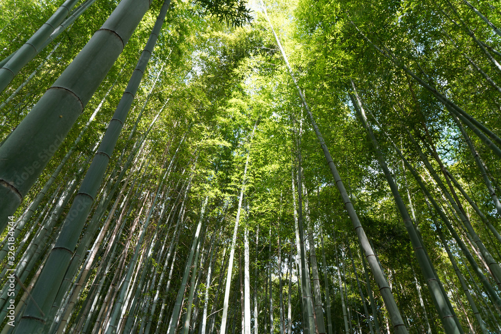 Bamboo