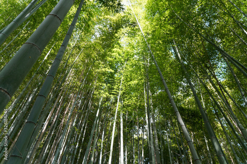 Bamboo