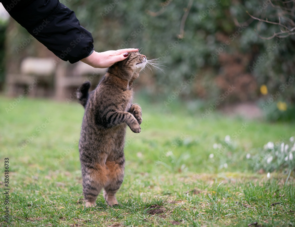 Obraz premium tabby cat rearing up getting stroked outdoors in garden standing on hind legs