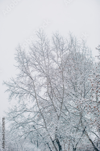 trees in winter © Erika