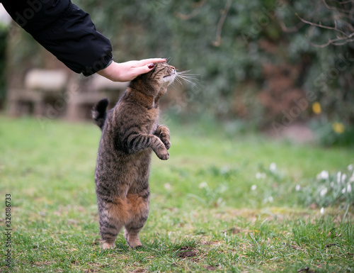 tabby cat rearing up getting stroked outdoors in garden standing on hind legs