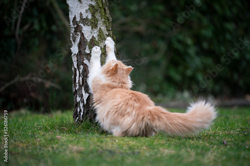Slika na platnu ginger white maine coon cat scratching on biirch tree stump outdoors in nature