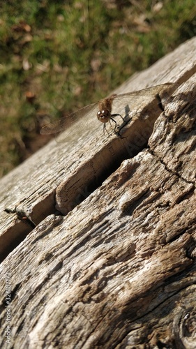 trunk of a tree