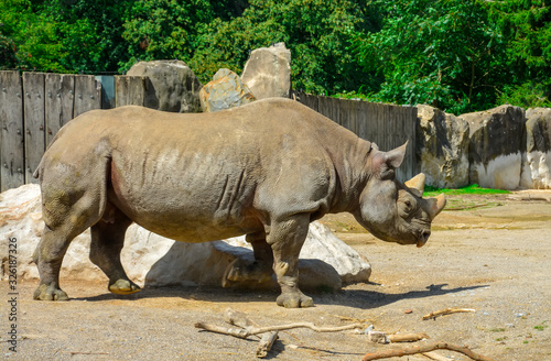 White Rhino or Rhinoceros walking in the zoo. Rhinoceros with mud covering skin in hot day.