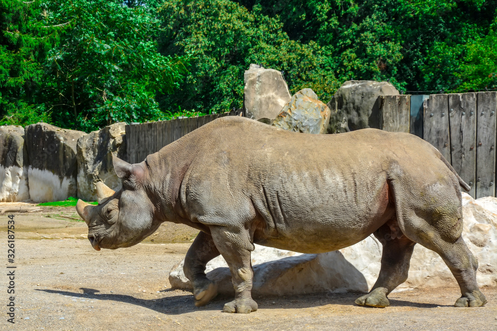 White Rhino or Rhinoceros walking in the zoo. Rhinoceros with mud covering skin in hot day. White Rhino or Rhinoceros walking in the zoo. Rhinoceros with mud covering skin in hot day.