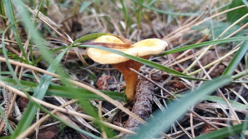 mushroom in grass