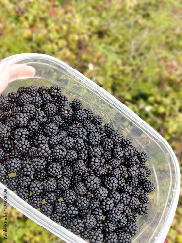 blackberries in a bowl