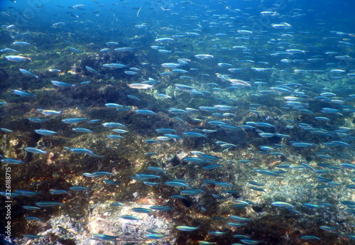 Underwater beach fish