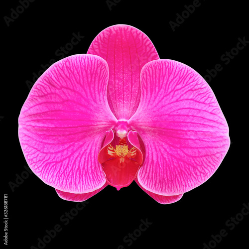 pink orchid flower isolated on black background.