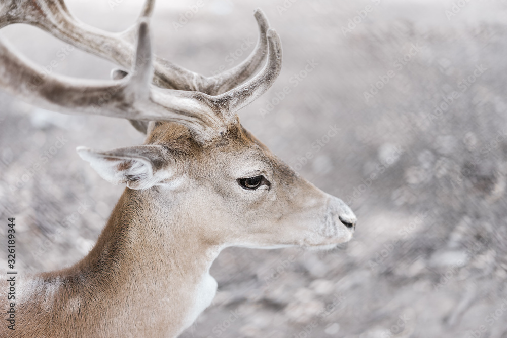 deer 