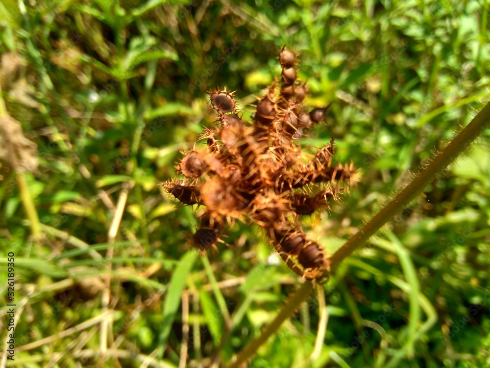 Dry mimosa pudica seed , also called sensitive plant, sleepy plant, action plant, touch-me-not, shameplant, zombie plant. Dry mimosa pudica seed , also called sensitive plant, sleepy plant, action plant, touch-me-not, shameplant, zombie plant.
