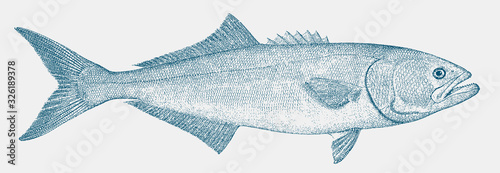 Bluefish pomatomus saltatrix, threatened marine fish in side view photo