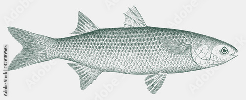 Flathead grey mullet mugil cephalus, tropical food fish in side view