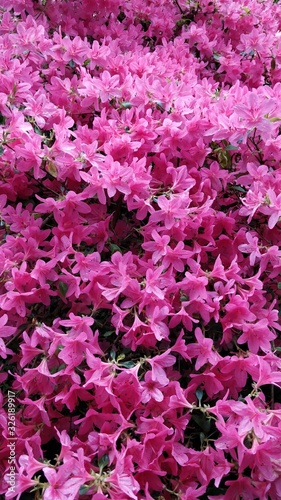 pink flowers in the garden