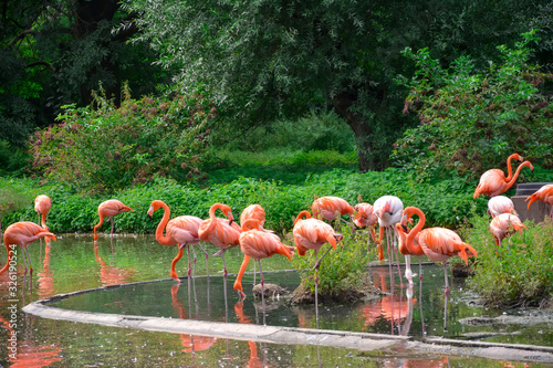 Flamingos or flamingoes are a type of wading bird in the family Phoenicopteridae.