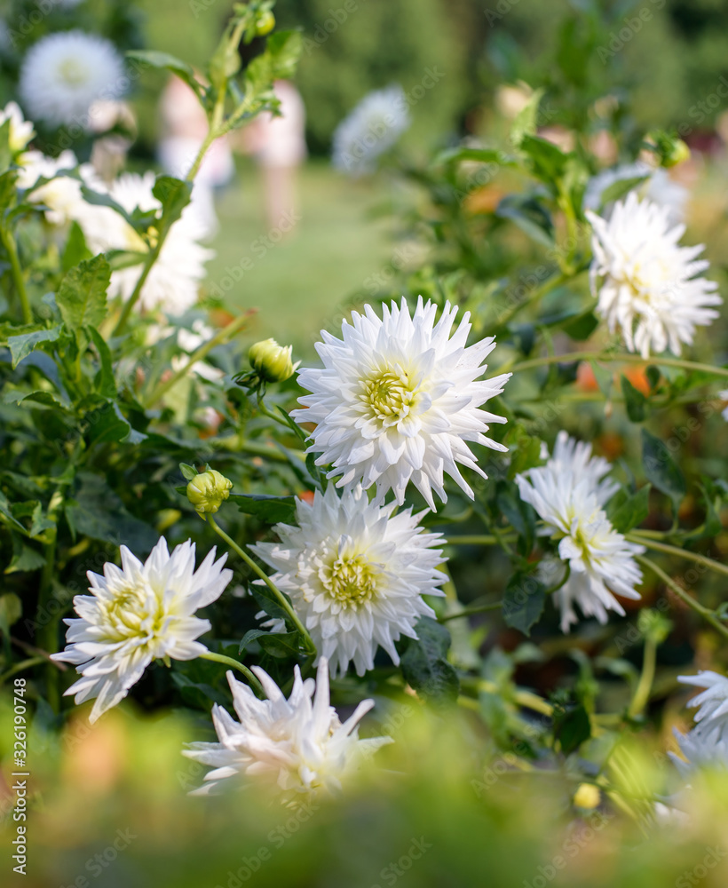 Dahlia white flowers during blossoming Dahlia white flowers during blossoming