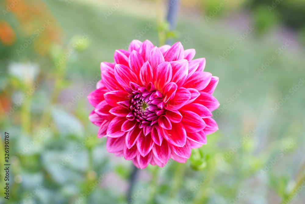 Fototapeta premium Dahlia flowers during blossoming