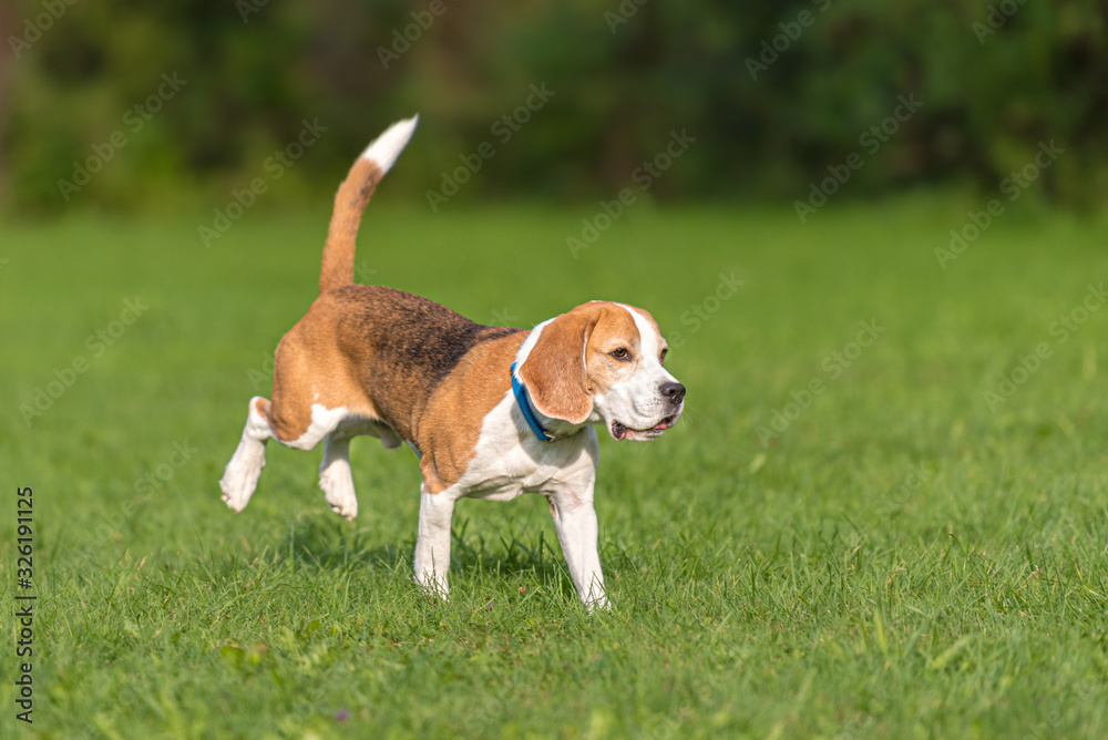 Cute beagle dog running over the green meadow