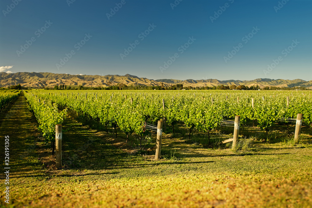 Wineyard, winery New Zealand, typical Marlborough landscape with wineyards and roads, hills and mountains
