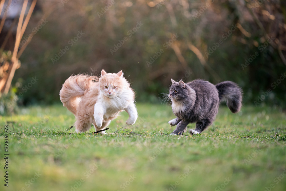 two playful maine coon cats chasing each other outdoors in garden running side by side at full speed two playful maine coon cats chasing each other outdoors in garden running side by side at full speed