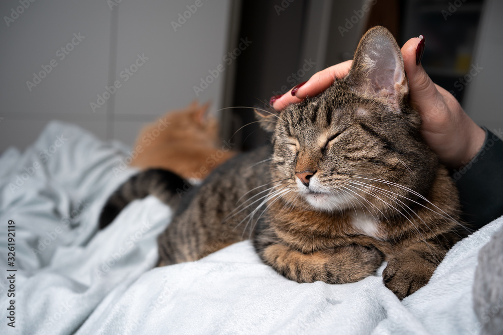cute tabby cat relaxing on blanket getting head stroked by pet owner in bedroom. another cat resting in the background