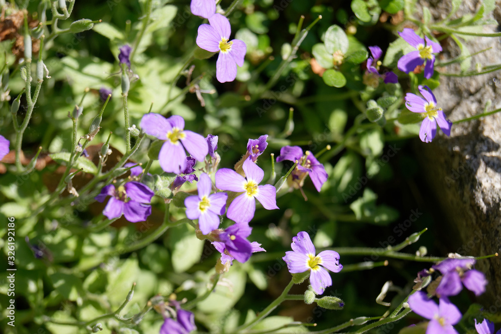 Aubretia or Rock cress Aubrieta pinardii Aubretia or Rock cress Aubrieta pinardii