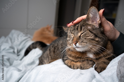 cute tabby cat relaxing on blanket getting head stroked by pet owner in bedroom. another cat resting in the background