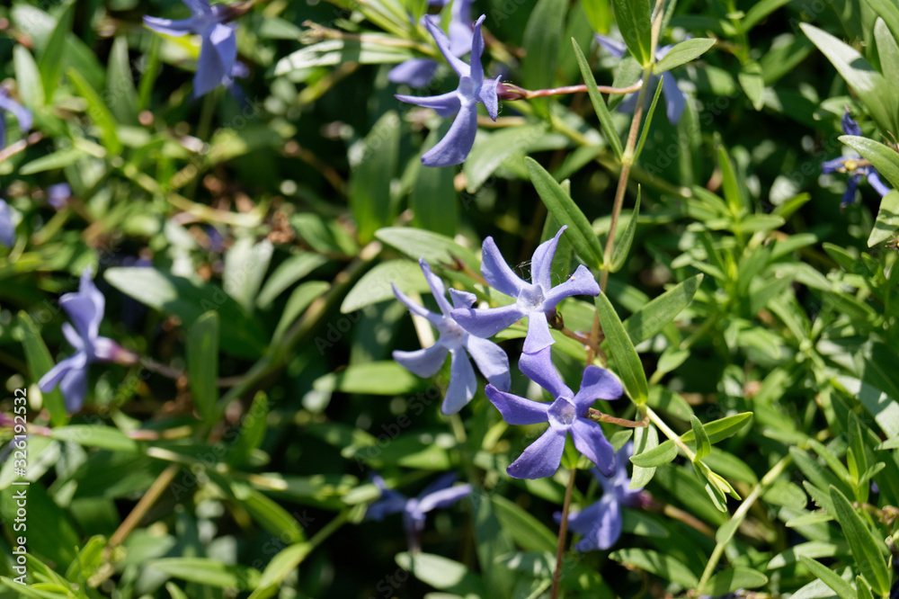Vinca herbacea herbaceous periwinkle flowers Vinca herbacea herbaceous periwinkle flowers