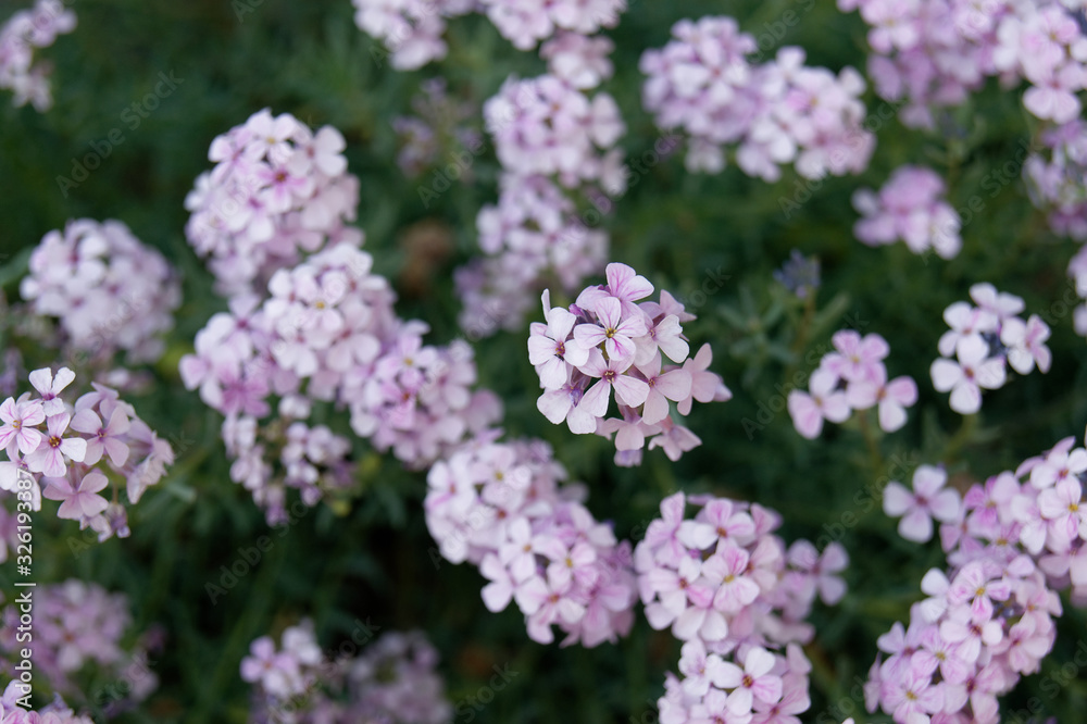 Persian stonecress or Persian candytuft Aethionema grandiflorum Persian stonecress or Persian candytuft Aethionema grandiflorum
