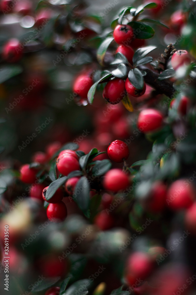 Obraz premium winter berry