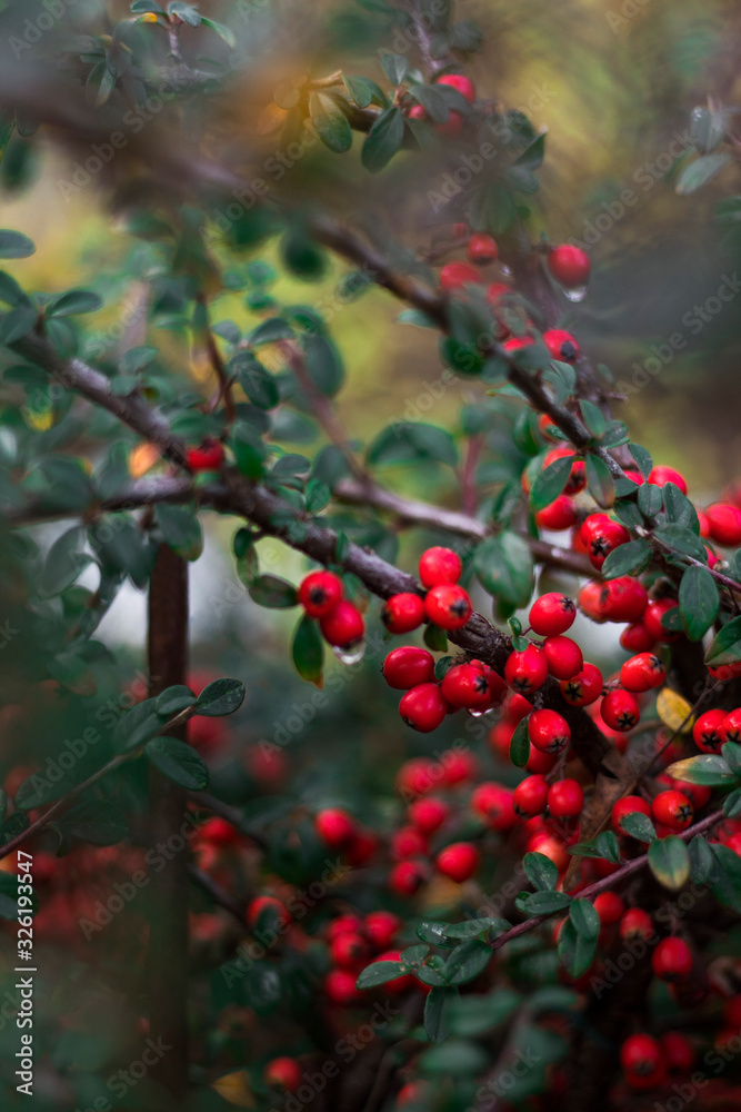 Obraz premium Branch with berries