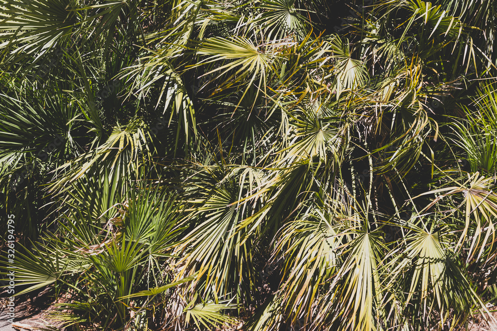 lush and tropical palm tree leaves shot outdoor under strong sunshine lush and tropical palm tree leaves shot outdoor under strong sunshine