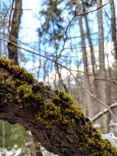 Moss on a tree