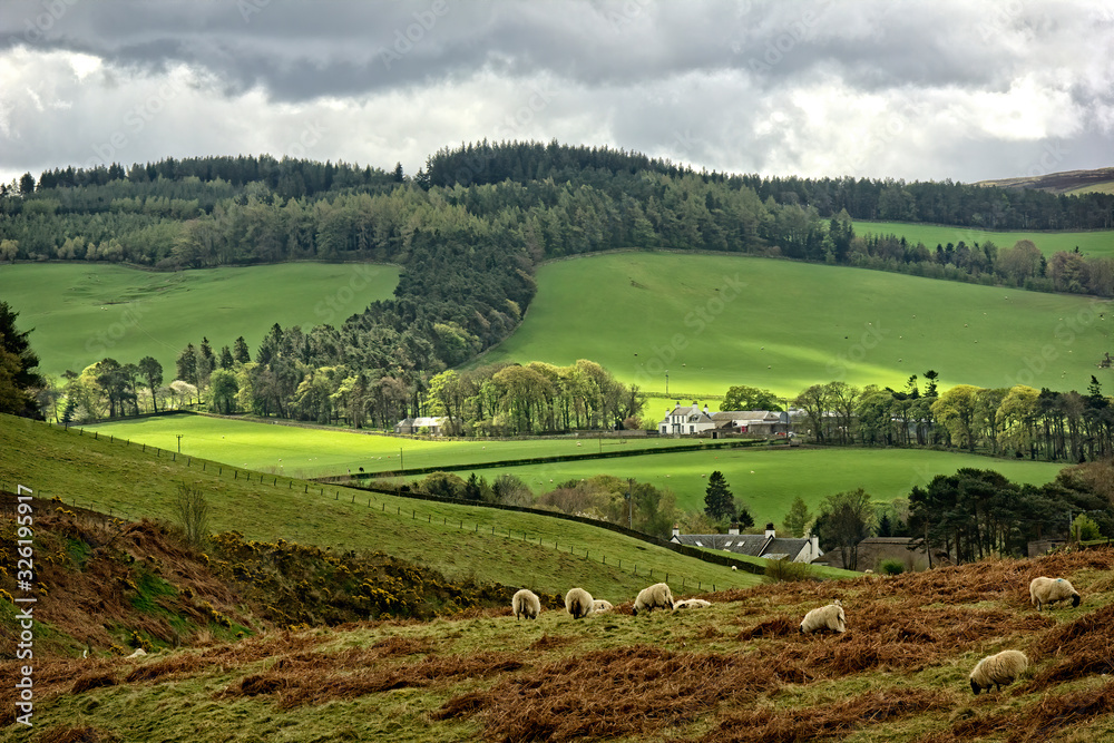 Looking across pastures on the Meldon Hills, Peeblesshire, Scotland