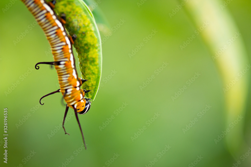 Common crow caterpillar eating leaf closeup left third Common crow caterpillar eating leaf closeup left third