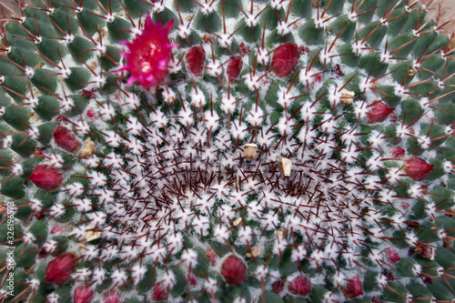 Old lady cactus (Mammillaria hahniana)