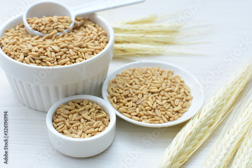 Oat grains accompanied by wheat ears in containers for display