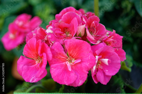 Pelargonium red cherry flowers