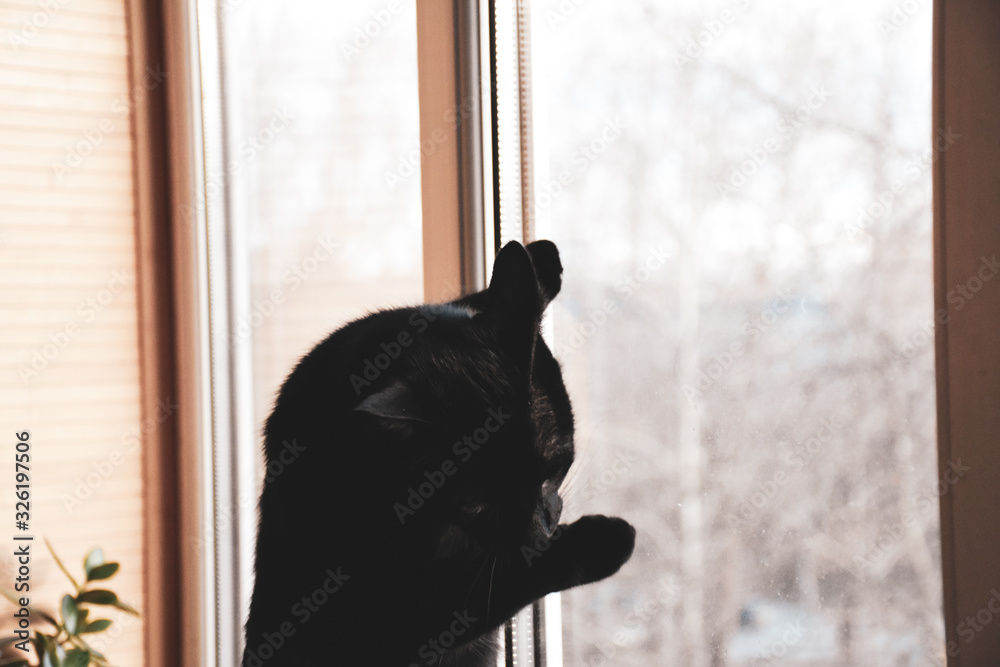 black cat looking out the window