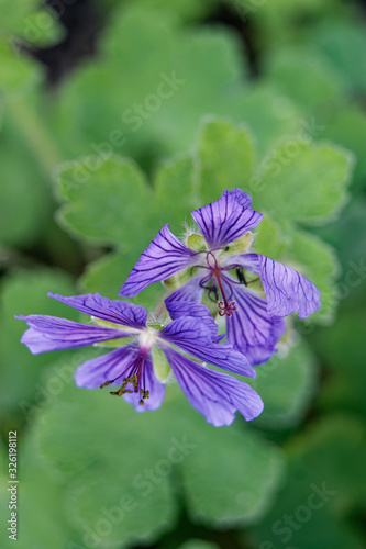 Geranium Philippe Vapelle flower close-up