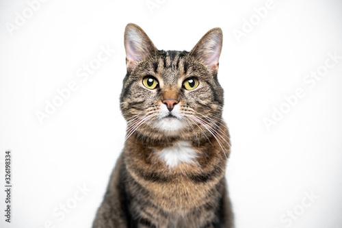 studio portrait of a tabby domestic shorthair cat looking at camera isolated on white background with copy space