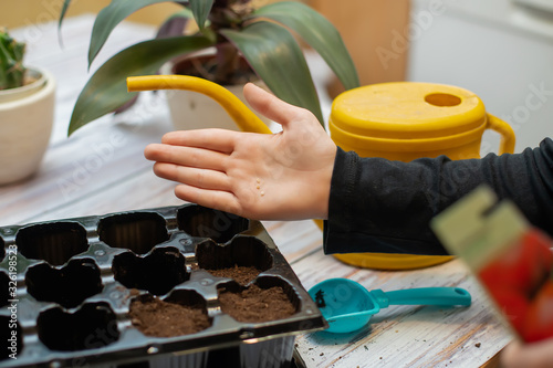 Schilderij op canvas Baby hand with seed. Lot of seedlings in pots ecological farm.